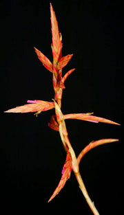 Tillandsia latifolia divaricata 'Soft Leaf' - Tropiflora