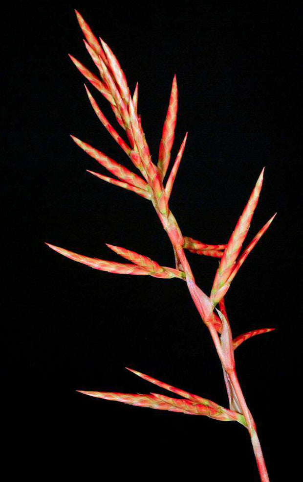 Tillandsia latifolia divaricata 'Soft Leaf' - Tropiflora