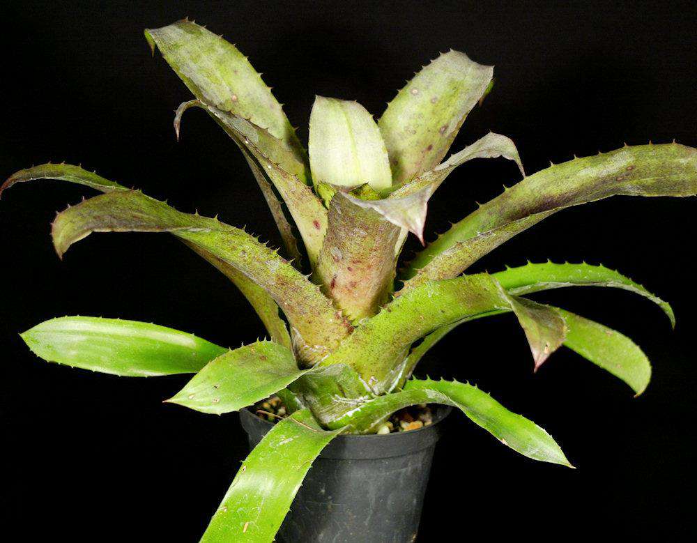 Hohenbergia leopoldo-horstii – Tropiflora