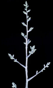 Hohenbergia leopoldo-horstii