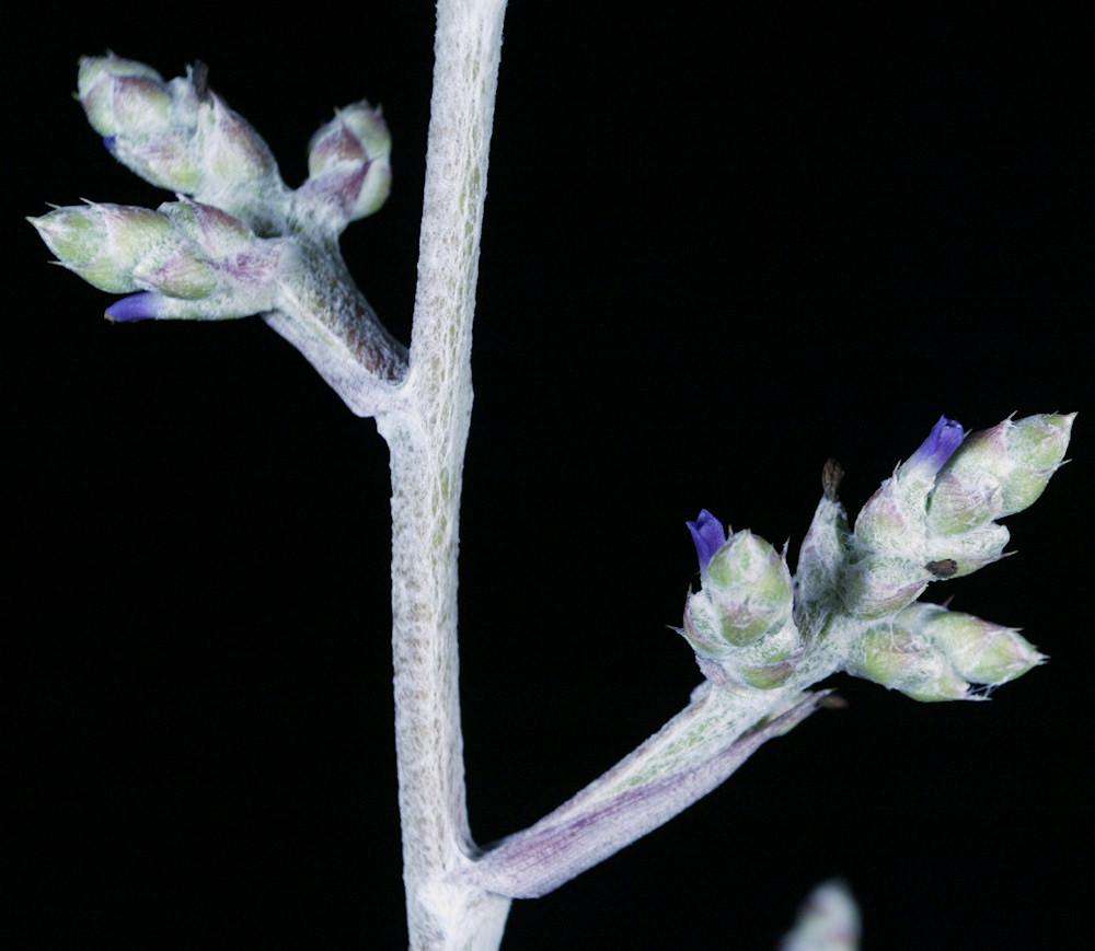 Hohenbergia leopoldo-horstii – Tropiflora