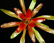 Neoregelia 'Red Planet' #7 - Tropiflora