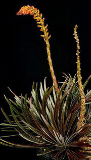 Dyckia reitzii v. rubra - Tropiflora