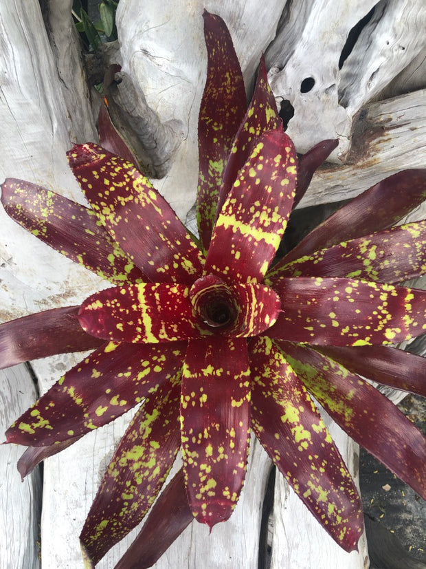 Neoregelia 'Paprika'