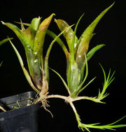 Neoregelia wilsoniana - Tropiflora