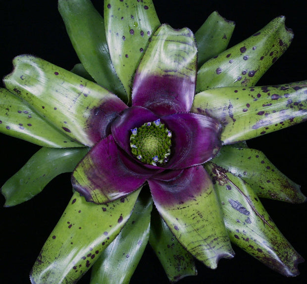 Neoregelia 'Purple Fantasy'