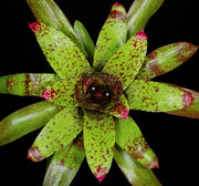 Neoregelia 'Emerald City'