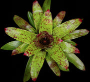 Neoregelia 'Emerald City'