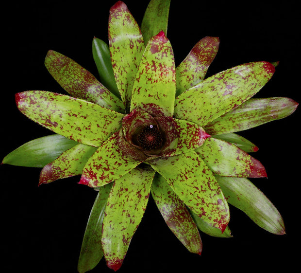 Neoregelia 'Emerald City'
