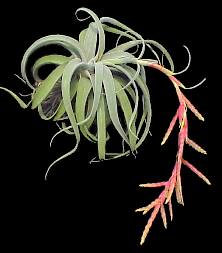 Tillandsia latifolia v. leucophylla – Tropiflora