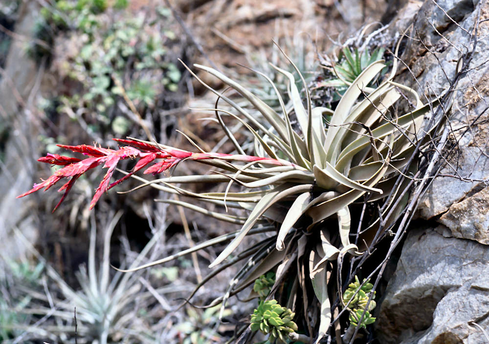 Tillandsia latifolia v. leucophylla – Tropiflora