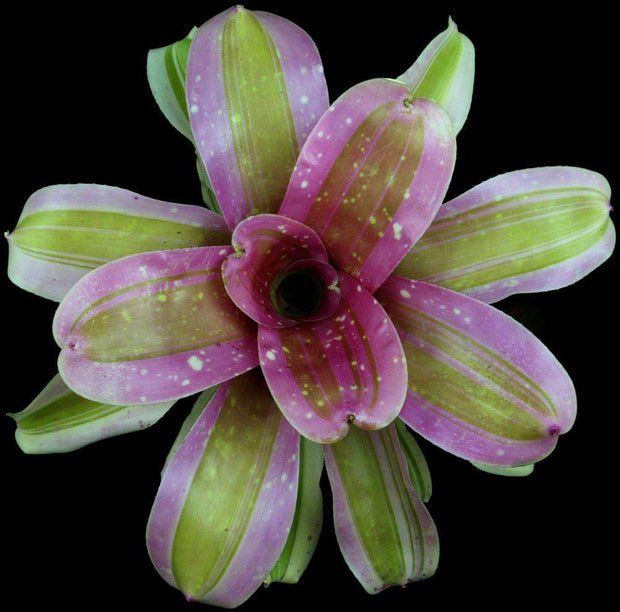 Neoregelia 'Tantalizer' - Tropiflora
