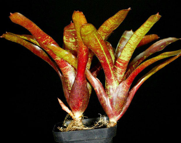 Neoregelia 'Sara Head' - Tropiflora
