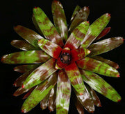 Neoregelia 'Lambert's Pride' - Tropiflora