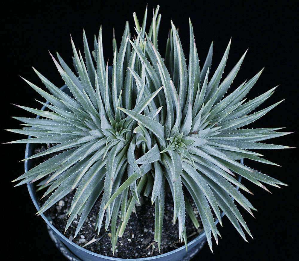 Dyckia hebdingii WB clone – Tropiflora
