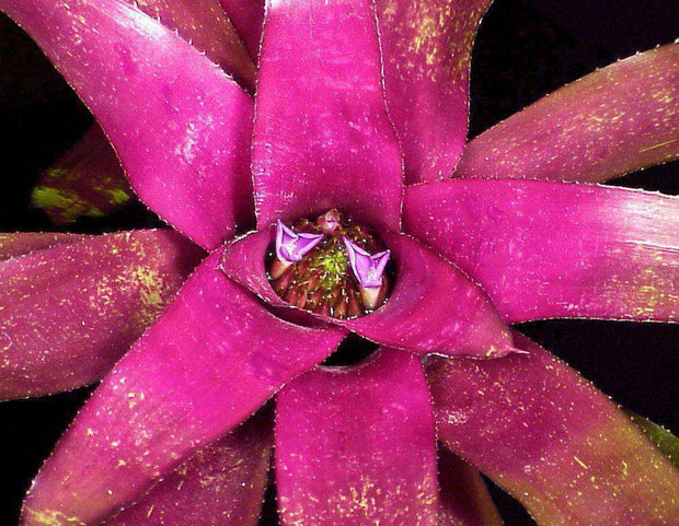Neoregelia 'Bob Work' - Tropiflora