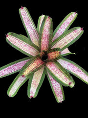 Neoregelia 'Starship'