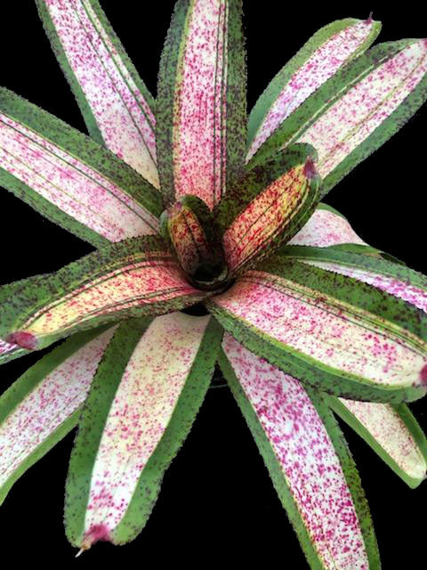 Neoregelia 'Starship'