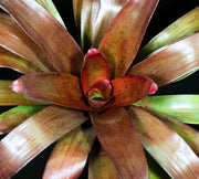 Neoregelia 'Russell Lively'