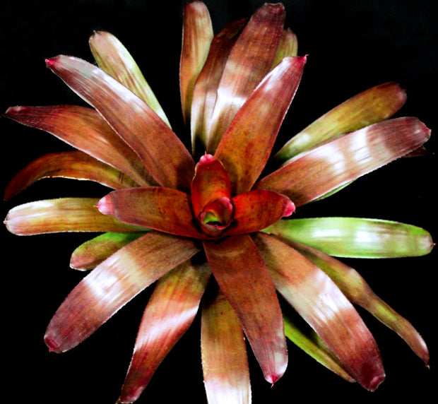 Neoregelia 'Russell Lively'