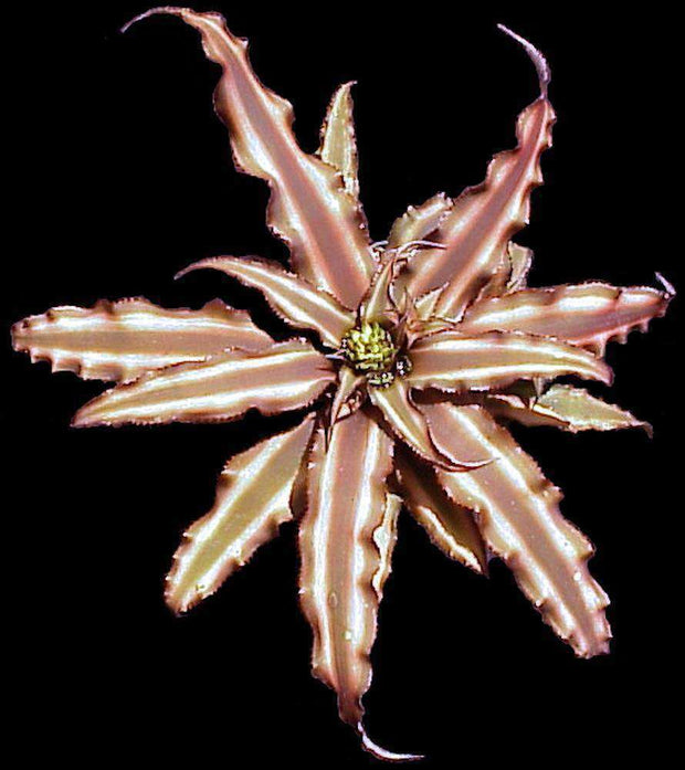 Cryptanthus 'Chocolate Soldier' - Tropiflora