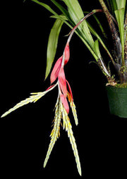 Aechmea contracta - Tropiflora