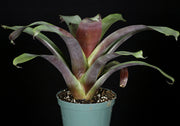 Tillandsia krukoffiana