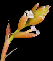 Tillandsia leonamiana - Tropiflora