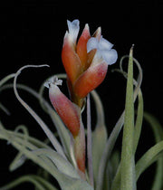 Tillandsia leonamiana - Tropiflora