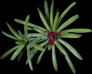Neoregelia compacta SEL1996-0562 - Tropiflora