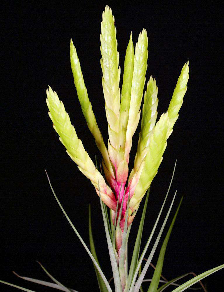 Tillandsia fasciculata 'Yellow & Purple'