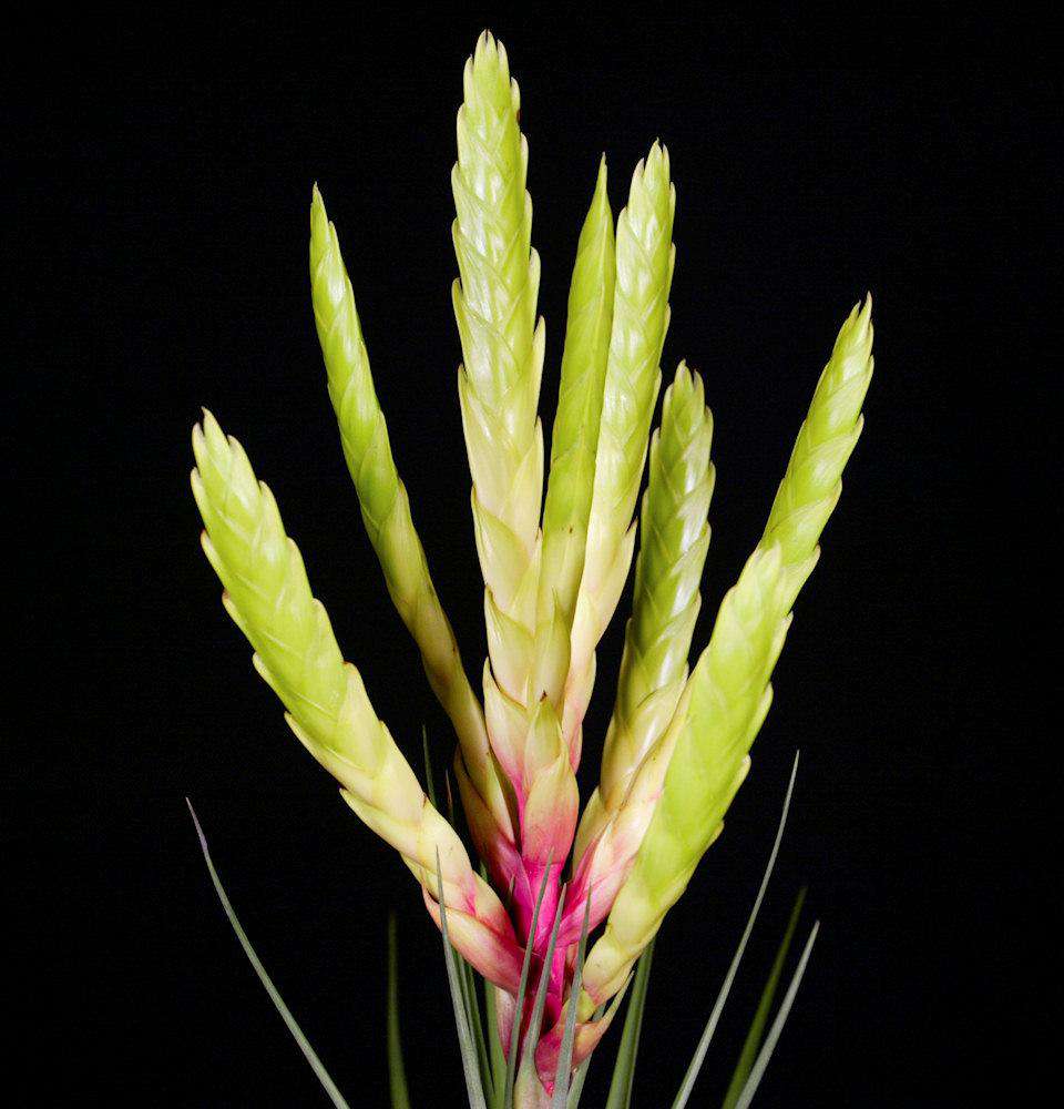 Tillandsia fasciculata 'Yellow & Purple' - Thumbnail 2