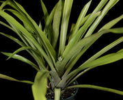 Wittmackia turbinocalyx - Tropiflora