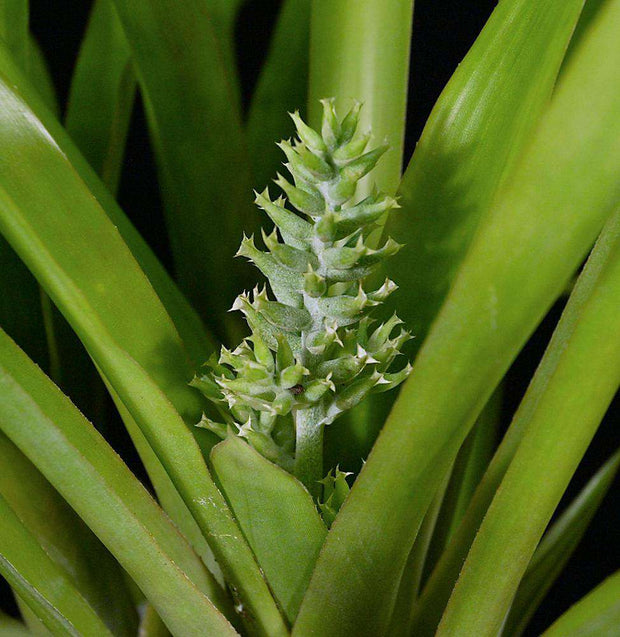 Wittmackia turbinocalyx - Tropiflora