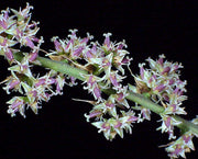 Hechtia marnierlapostollei km 144 Oaxaca - Tropiflora