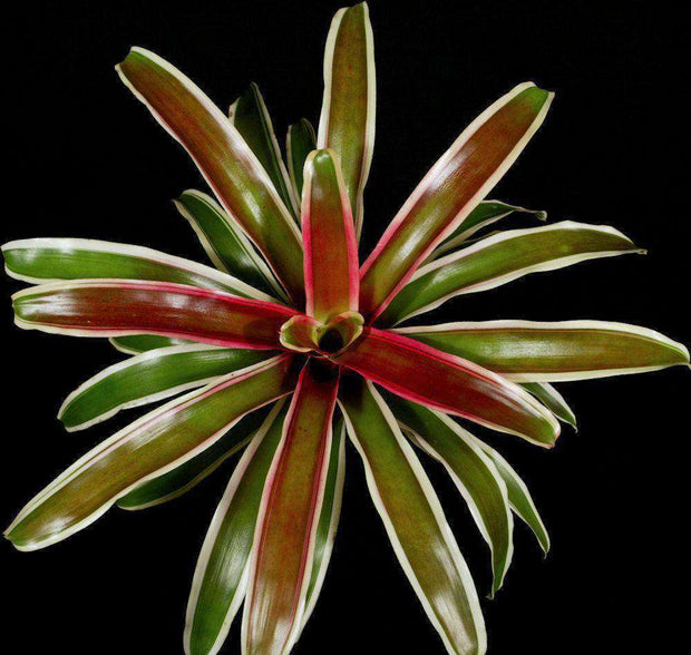 Neoregelia 'Annick' - Tropiflora