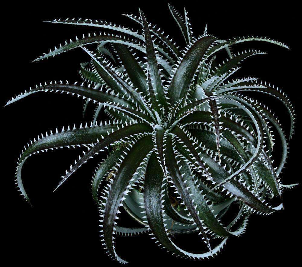 Dyckia 'Richard Kaz' – Tropiflora