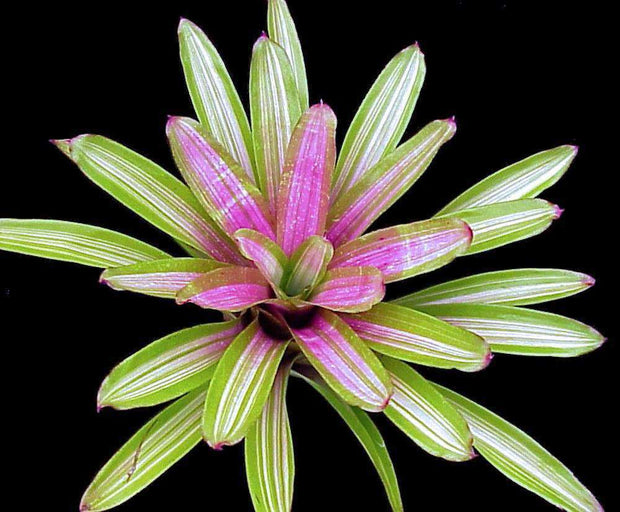 Neoregelia 'Martin' - Tropiflora