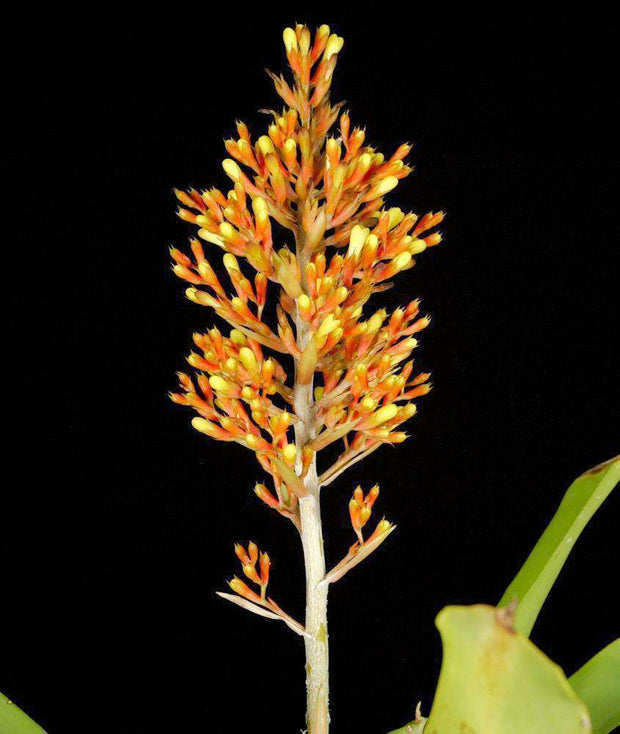 Aechmea caudata 'Short Form' - Tropiflora