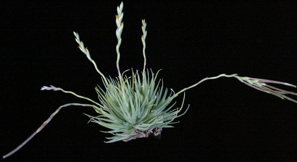 Tillandsia loliacea – Tropiflora