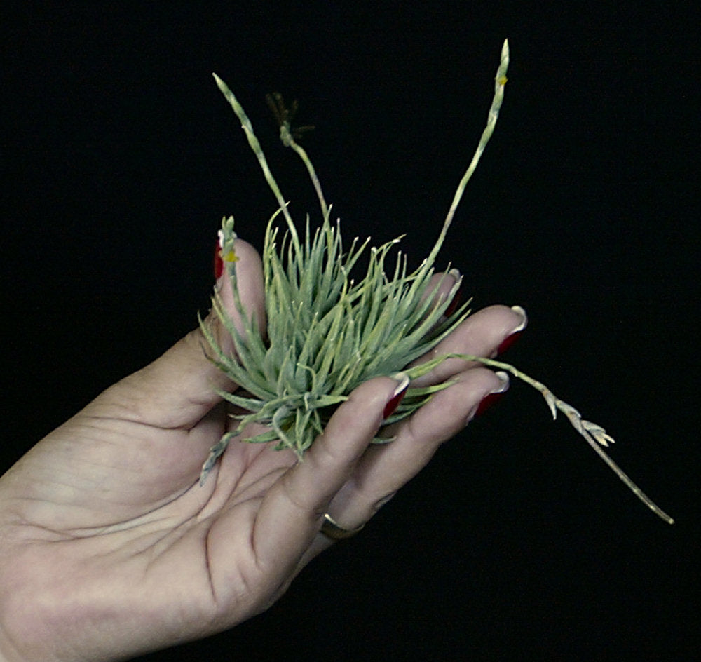 Tillandsia loliacea – Tropiflora