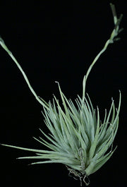 Tillandsia loliacea