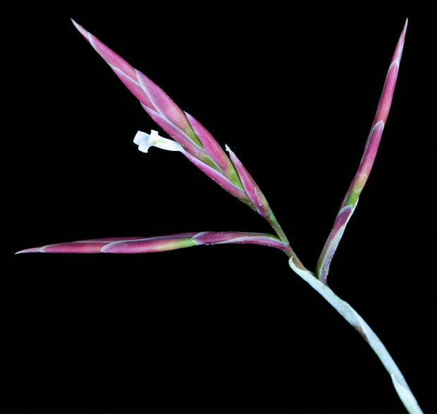 Tillandsia lorentziana