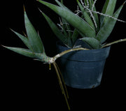 Sansevieria pinguicula