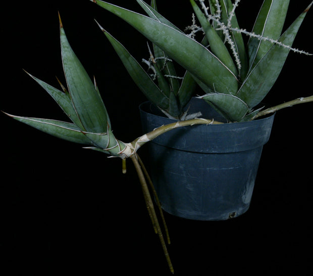 pinguicula snake plant Sansevieria pinguicula – Tropiflora