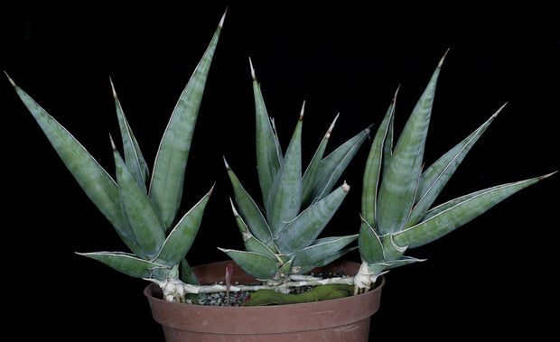 sansevieria pinguicula black Sansevieria pinguicula – Tropiflora