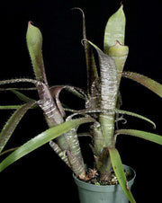 Aechmea nudicaulis v. cuspidata 'Rafa' - Tropiflora