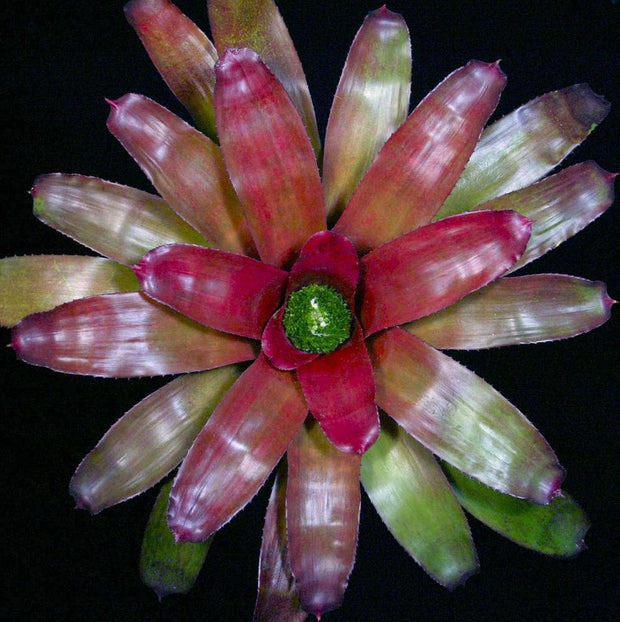 Neoregelia 'Hattie Lou' - Tropiflora