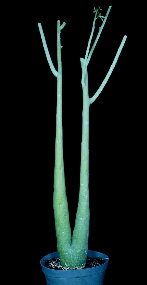 Adenia venenata Tropiflora
