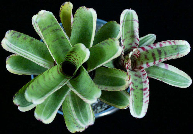 Neoregelia 'Quasar' - Tropiflora